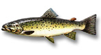 >Salmoniformes