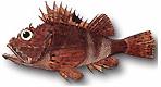 Scorpaeniformes