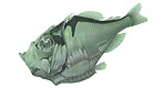 Stomiiformes