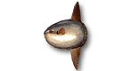 Tetraodontiformes