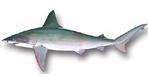 Carcharhiniformes