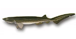 Hexanchiformes