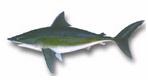 Lamniformes