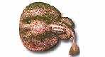 Torpediniformes