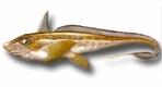 Chimaeriformes