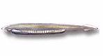 Branchiostomiformes