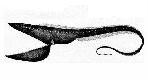 Saccopharyngiformes