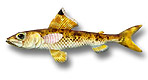 Aulopiformes