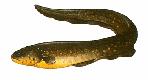 Gymnotiformes