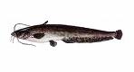 Siluriformes