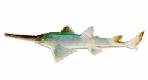 Pristiformes
