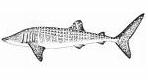 >Orectolobiformes