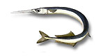 Beloniformes