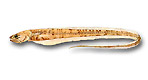 Ophidiiformes