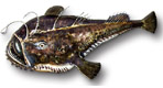 Lophiiformes