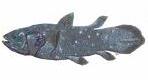 Coelacanthiformes