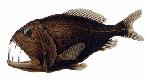 Beryciformes