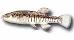 Cyprinodontiformes