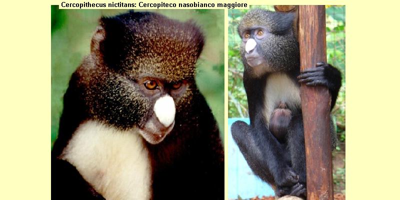 Cercopithecus Stairsi .::Famiglie Primati::.