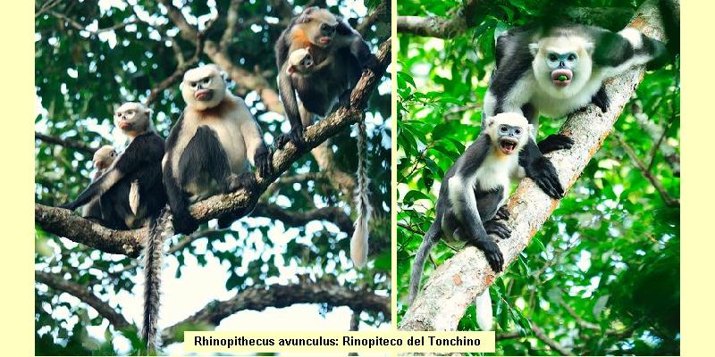 中国の動物 - クロシバナラングールまたは Rhinopithecus bieti