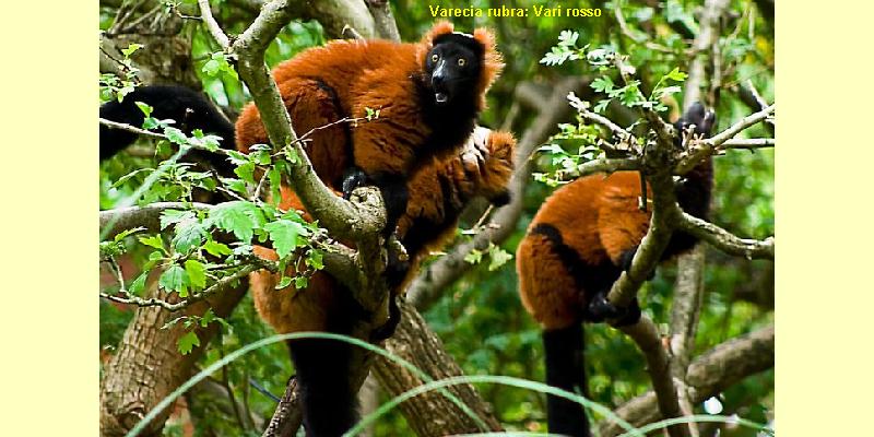 長い尾を持つ動物 - シロキツネザル (Eulemur albifrons)